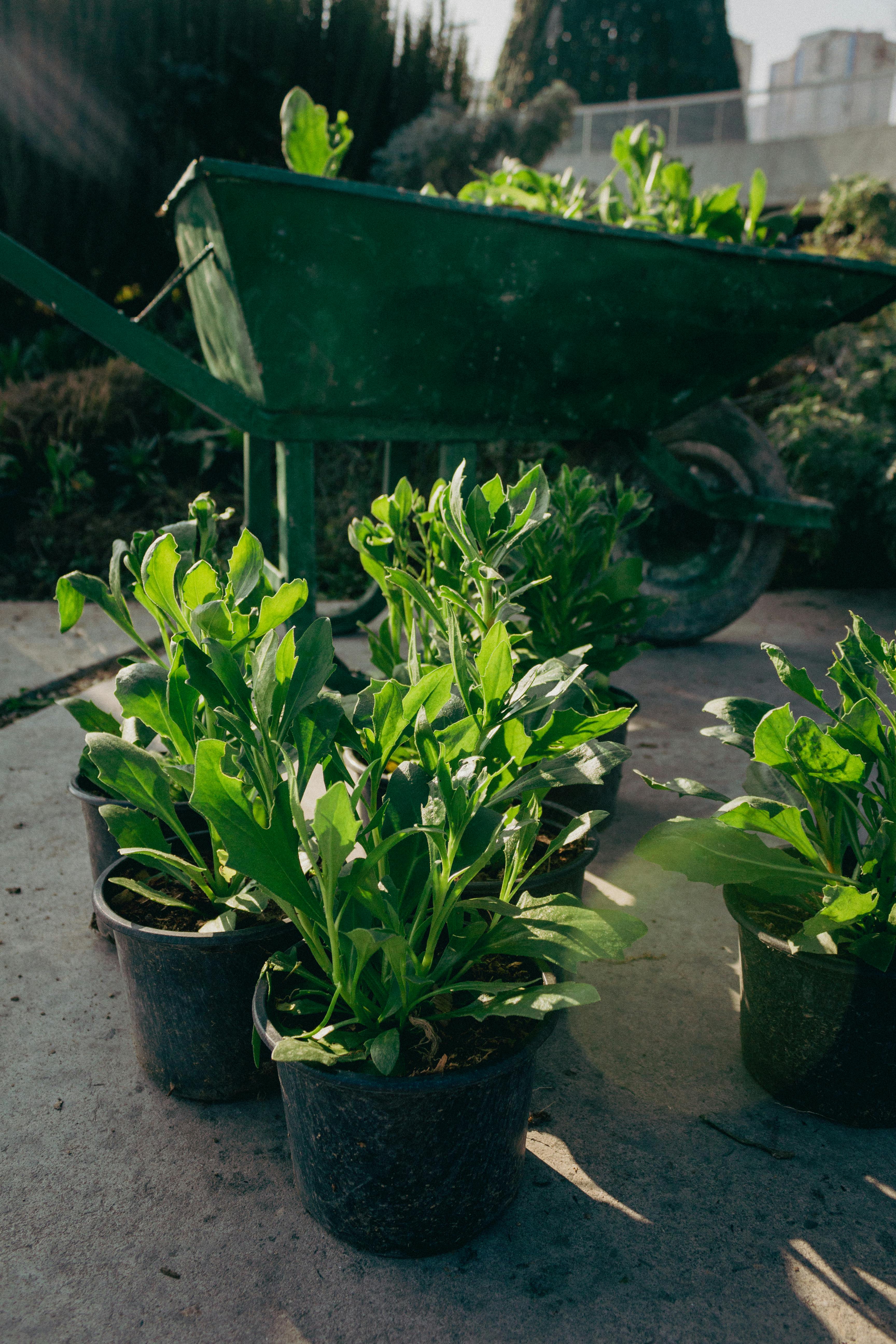 Plant Replacement